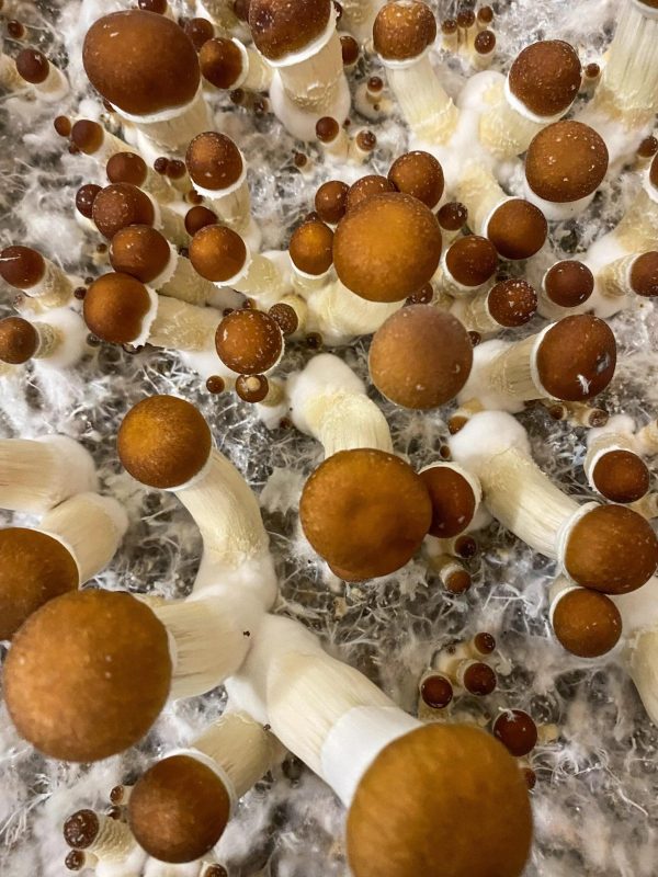 Golden Teacher Magic Mushrooms